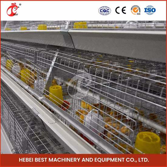 Bestchickencage China 50 Chickens House Supplier a Frame Automatic Broiler Cages Sample Available Steel Material Hutches for Hens